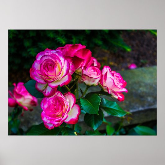 赤と白バラ ポスター (正面)