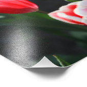 赤と白口 フォトプリント            (角)