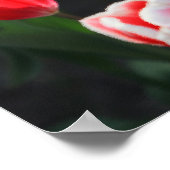 赤と白口 ポスター (角)