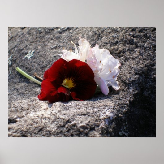 赤と白 ポスター (正面)