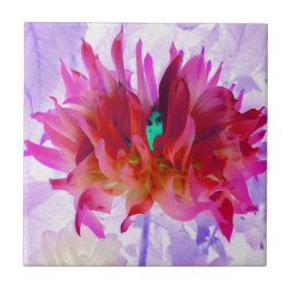 赤と素晴らし熱ピンクサボサボダリア タイル