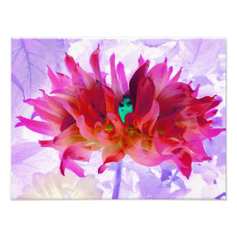 赤と素晴らし熱ピンクサボサボダリア フォトプリント           