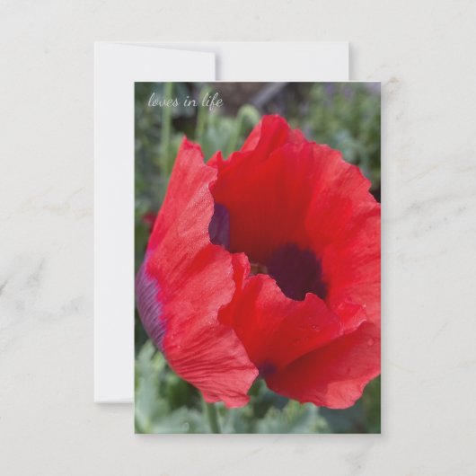 赤と紫のアヘンのケシ ノートカード (正面)