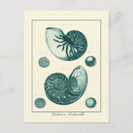 赤と緑のシーシェルアート ポストカード (正面)