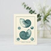 赤と緑のシーシェルアート ポストカード (スタンド正面)