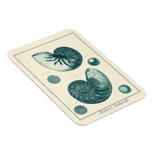 赤と緑のシーシェルアート マグネット (右側)