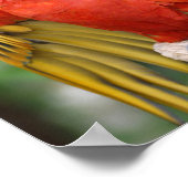 赤と緑のマカオが止まっている ポスター (角)