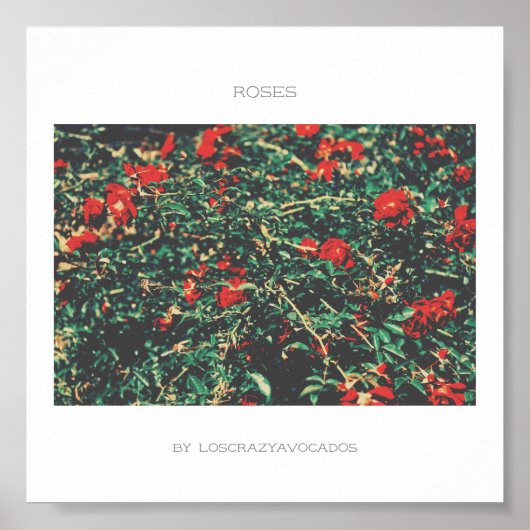 赤と緑の花のバラポスター ポスター (正面)