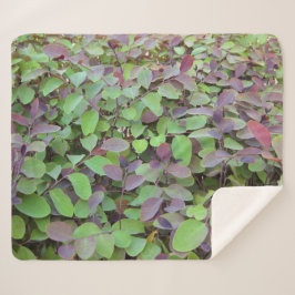 赤と緑葉の枝の写真 シェルパブランケット