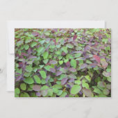 赤と緑葉の枝の写真 ノートカード (正面)