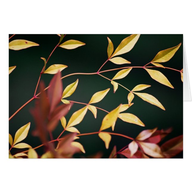 赤と金ゴールドカード (正面横)