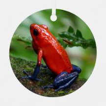 赤と青のポイズンダーツカエル