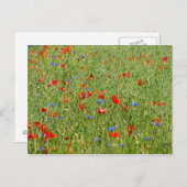 赤と青の花を持つ夏のフィールド ポストカード (正面/裏面)