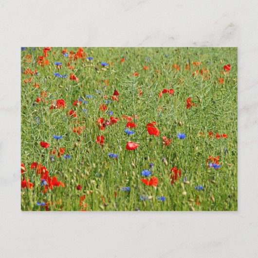 赤と青の花を持つ夏のフィールド ポストカード (正面)