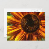 赤と黄のひまわりの庭はがき ポストカード (正面/裏面)