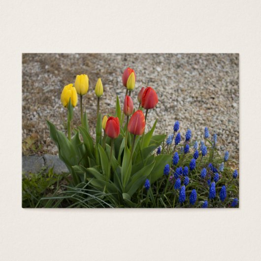 赤と黄のチューリップ (正面)