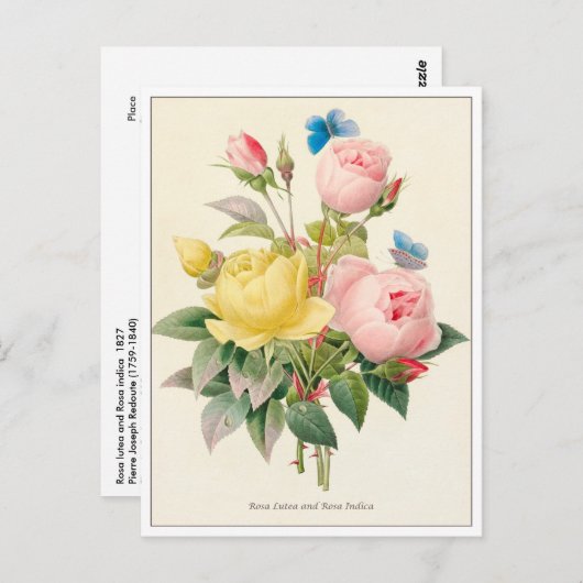 赤と黄のローズバイピエールジョセフレドゥート ポストカード (正面/裏面)