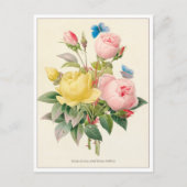 赤と黄のローズバイピエールジョセフレドゥート ポストカード (正面)
