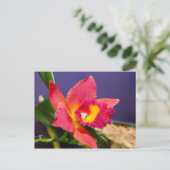 赤と黄の蘭はがき ポストカード (スタンド正面)