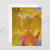 赤と黄色のカエデ葉の、南部 ポストカード (正面/裏面)