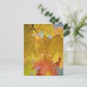 赤と黄色のカエデ葉の、南部 ポストカード (スタンド正面)