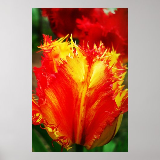 赤と黄色のクローズアップ巻きチューリップ ポスター (正面)