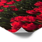 赤と黄色のチューリップフィールド ポスター (角)