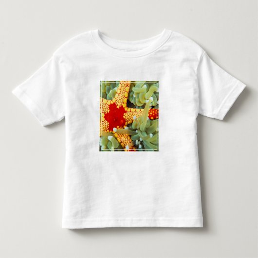 赤と黄色のヒトデ トドラーTシャツ (正面)