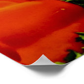 赤と黄色のピーマン ポスター (角)