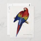 赤と黄色のマコー葉書 ポストカード (正面/裏面)