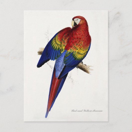 赤と黄色のマコー葉書 ポストカード (正面)