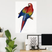 赤と黄色のマコー ポスター (ホームオフィス)