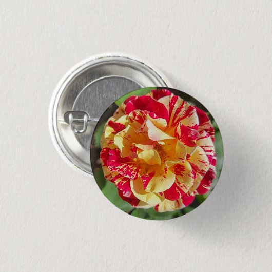 赤と黄色の可変バラボタン 缶バッジ (正面&裏面)