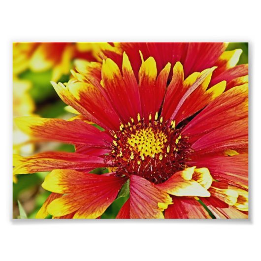 赤と黄色の夏の開花 フォトプリント            (正面)