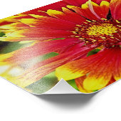 赤と黄色の夏の開花 フォトプリント            (角)