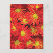 赤と黄色の花1 シーズンポストカード (正面)