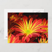 赤と黄色の菊の花をカスタマイズ ポストカード (正面/裏面)
