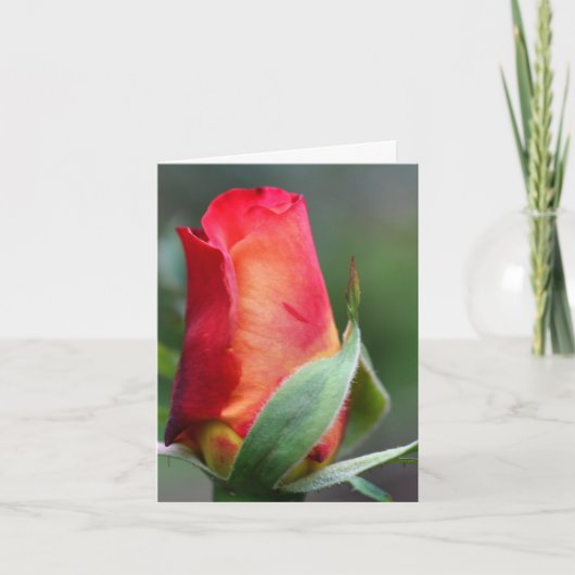 赤と黄色の薔薇の蕾の花の写真ノート カード (正面)