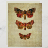 赤と黄色の蛾スクラップブックエフェメラ (正面/裏面)