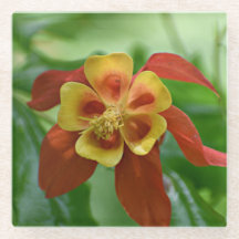 赤と黄色の2色オダマキ（植物）フローラ