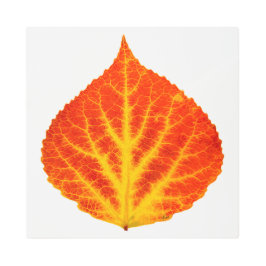 赤と黄色の《植物》アスペンリーフ#10 メタルプリント