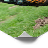 赤と黒のオンドリ ポスター (角)