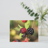 赤と黒のブラックベリーの果実。 ポストカード (スタンド正面)