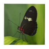 赤と黒の翼を持つ緑の葉の蝶 タイル (正面)