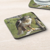 赤によって後につかれるタカのコースター コースター (左側)