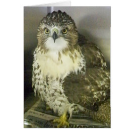 赤によって後につかれるタカ