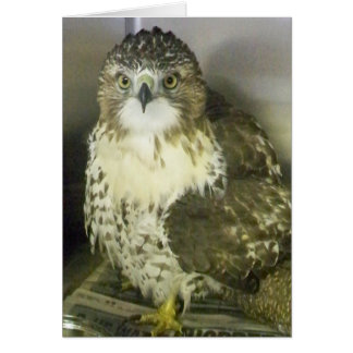 赤によって後につかれるタカ