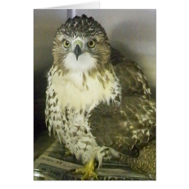 赤によって後につかれるタカ (正面)