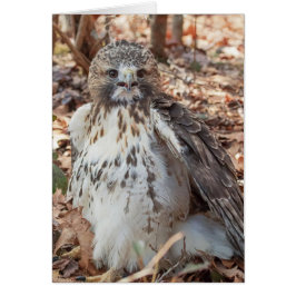 赤によって後につかれるタカ