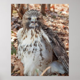 赤によって後につかれるタカ ポスター